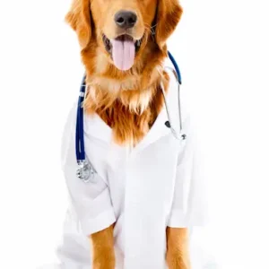 מזונות רפואים לכלב